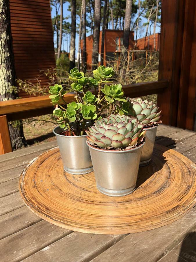 Bungalow B2 - Nature, Beach & River Ofir Eksteriør bilde