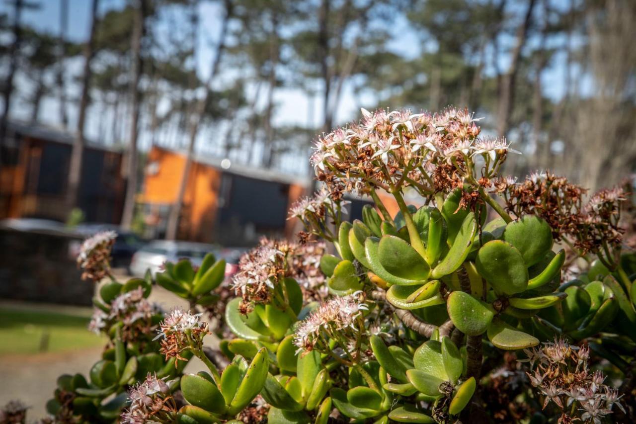 Bungalow B2 - Nature, Beach & River Ofir Eksteriør bilde